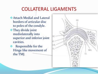 COLLATERAL LIGAMENTS
Attach Medial and Lateral
borders of articular disc
to poles of the condyle.
They divide joint
mediolaterally into
superior and inferior joint
cavities.
 Responsible for the
Hinge like movement of
the TMJ.
 