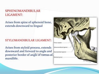 SPHENOMANDIBULAR
LIGAMENT:
Arises from spine of sphenoid bone,
extends downward to lingual
STYLOMANDIBULAR LIGAMENT:
Arises from styloid process, extends
downward and forward to angle and
posterior border of angle of ramus of
mandible.
 