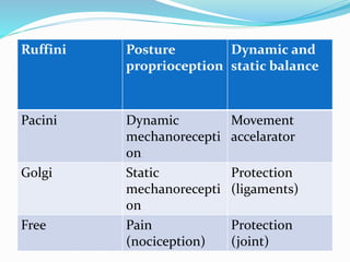 Ruffini Posture
proprioception
Dynamic and
static balance
Pacini Dynamic
mechanorecepti
on
Movement
accelarator
Golgi Static
mechanorecepti
on
Protection
(ligaments)
Free Pain
(nociception)
Protection
(joint)
 