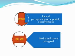 Lateral
pterygoid,digastric,geniohy
oid,mylohyoid
Medial and lateral
pterygoid
 