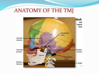 ANATOMY OF THE TMJ
 