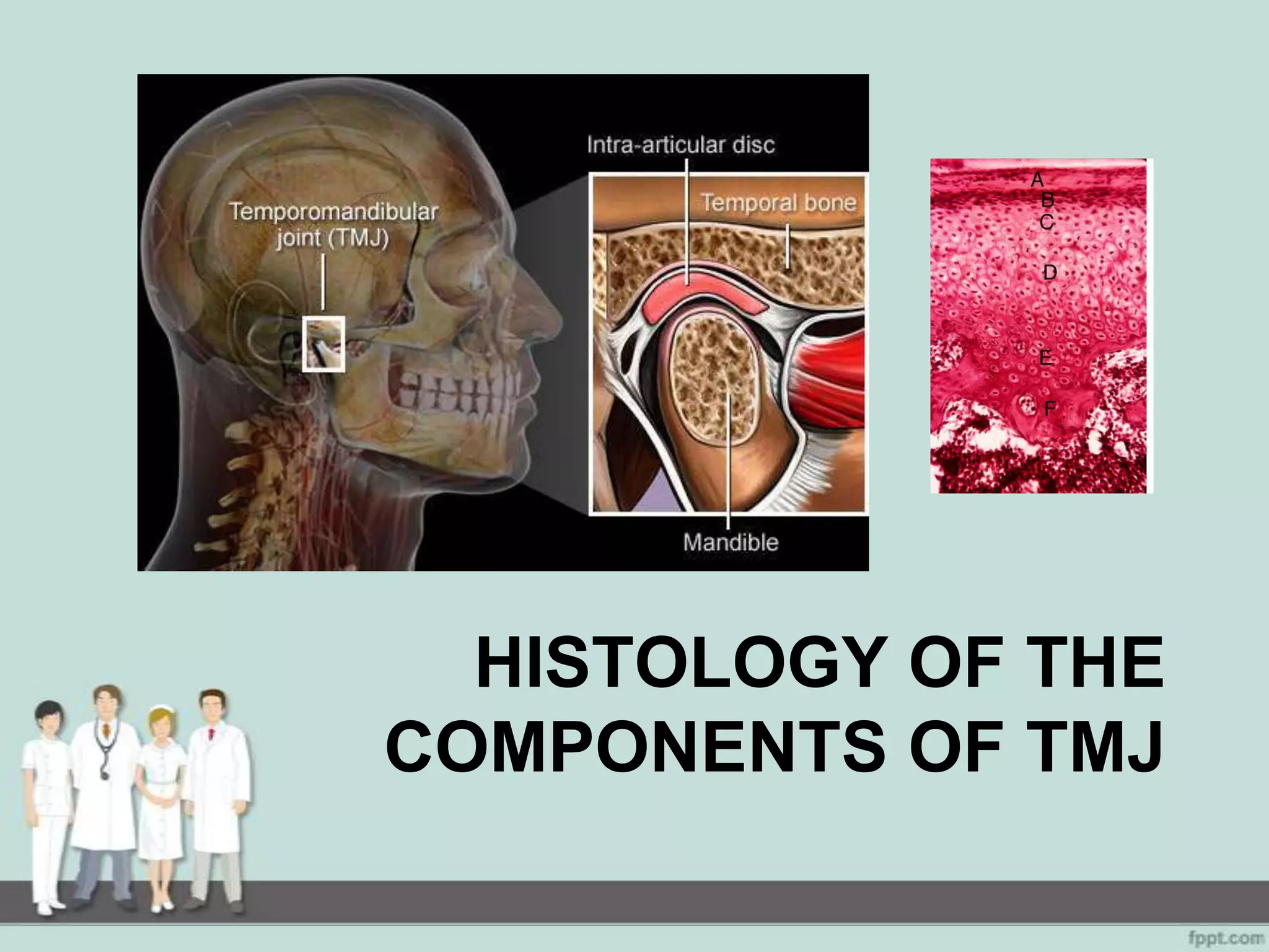 Temporomandibular Joint | PPTX