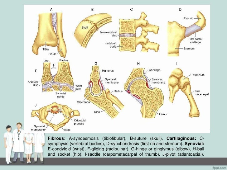 Temporomandibular Joint