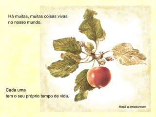 Há muitas, muitas coisas vivas
no nosso mundo.
Cada uma
tem o seu próprio tempo de vida.
Maçã a amadurecer
 