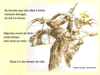 Videira antiga, rebentando
As árvores que são altas e fortes
crescem devagar,
ao sol e à chuva.
Algumas vivem de facto
muito tempo,
cem anos ou mais.
Esse é o seu tempo de vida.
 