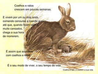Coelho e rato, a viverem a sua vida
Coelhos e ratos
crescem em poucas semanas.
É assim que acontece
com coelhos e ratos.
E vivem por um ou dois anos,
comendo cenouras e roendo queijo
até que, quando ficam velhos,
muito cansados,
chega a sua hora
de morrerem.
É o seu modo de viver, o seu tempo de vida.
 