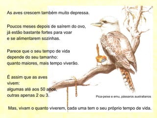 Pica-peixe e emu, pássaros australianos
As aves crescem também muito depressa.
Poucos meses depois de saírem do ovo,
já estão bastante fortes para voar
e se alimentarem sozinhas.
Parece que o seu tempo de vida
depende do seu tamanho:
quanto maiores, mais tempo viverão.
É assim que as aves
vivem:
algumas até aos 50 anos,
outras apenas 2 ou 3.
Mas, vivam o quanto viverem, cada uma tem o seu próprio tempo de vida.
 