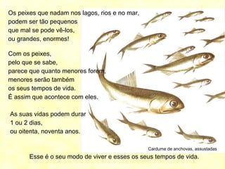 Cardume de anchovas, assustadas
Os peixes que nadam nos lagos, rios e no mar,
podem ser tão pequenos
que mal se pode vê-los,
ou grandes, enormes!
Com os peixes,
pelo que se sabe,
parece que quanto menores forem,
menores serão também
os seus tempos de vida.
É assim que acontece com eles.
As suas vidas podem durar
1 ou 2 dias,
ou oitenta, noventa anos.
Esse é o seu modo de viver e esses os seus tempos de vida.
 