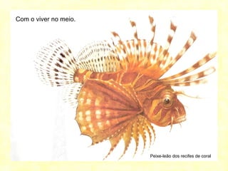 Com o viver no meio.
Peixe-leão dos recifes de coral
 