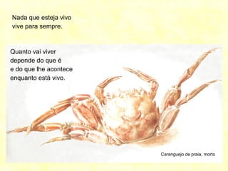 Caranguejo de praia, morto
Nada que esteja vivo
vive para sempre.
Quanto vai viver
depende do que é
e do que lhe acontece
enquanto está vivo.
 
