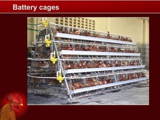 Battery cages
 