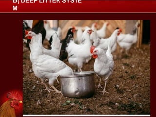 B) DEEP LITTER SYSTE
M
 
