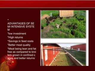 .
ADVANTAGES OF SE
MI INTENSIVE SYSTE
M
*low investment
*High returns
*Savings in feed costs
"Better meat quality
*Meat being lean and fat
free as compared to broi
lers grown in confined c
ages and better returns
 
