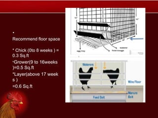 .
Recommend floor space
* Chick (0to 8 weeks ) =
0.3 Sq.ft
*Grower(9 to 16weeks
)=0.5 Sq.ft
*Layer(above 17 week
s )
=0.6 Sq.ft
 