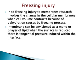  In to freezing injury to membranes research
involves the change in the cellular membranes
when cell volume contracts because of
dehydration causes by freezing process.
 membrane can be envisioned as a mono or
bilayer of lipid when the surface is reduced
there is tangential pressure induced within the
interface.
 