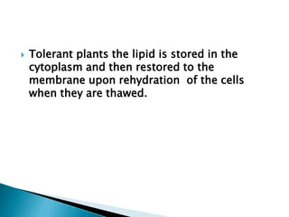 Tolerant plants the lipid is stored in the
cytoplasm and then restored to the
membrane upon rehydration of the cells
when they are thawed.
 
