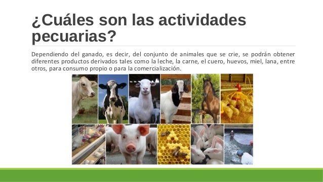 3 Palabras Relacionadas Con Actividades Pecuarias