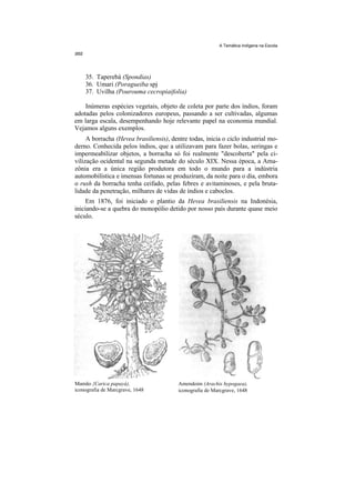 A Temática Indígena na Escola




    35. Taperebá (Spondias)
    36. Umari (Poragueiba spj
    37. Uvilha (Pourouma cecropiaifolia)

    Inúmeras espécies vegetais, objeto de coleta por parte dos índios, foram
adotadas pelos colonizadores europeus, passando a ser cultivadas, algumas
em larga escala, desempenhando hoje relevante papel na economia mundial.
Vejamos alguns exemplos.
     A borracha (Hevea brasiliensis), dentre todas, inicia o ciclo industrial mo-
derno. Conhecida pelos índios, que a utilizavam para fazer bolas, seringas e
impermeabilizar objetos, a borracha só foi realmente "descoberta" pela ci-
vilização ocidental na segunda metade do século XIX. Nessa época, a Ama-
zônia era a única região produtora em todo o mundo para a indústria
automobilística e imensas fortunas se produziram, da noite para o dia, embora
o rush da borracha tenha ceifado, pelas febres e avitaminoses, e pela bruta-
lidade da penetração, milhares de vidas de índios e caboclos.
     Em 1876, foi iniciado o plantio da Hevea brasiliensis na Indonésia,
iniciando-se a quebra do monopólio detido por nosso país durante quase meio
século.




Mamão {Carica papayá),                   Amendoim (Arachis hypogaea),
iconografia de Marcgrave, 1648           iconografia de Marcgrave, 1648
 