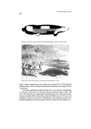 A Temática Indígena na Escola




   Pirarucu (Arapaima gigas), segundo Alexandre Rodrigues Ferreira, século XVIII.




   Peixe-boi (Trichechus inunguis), de acordo com Paul Marcoy, 1869.

dioca e plantas leguminosas. Os cronistas dos séculos XVI e XVII falam de
milhares desses currais cercados de paliçadas encontrados nas margens do rio
Amazonas.
    Uma fêmea adulta desse réptil mede de meio a um metro de comprimento
e o seu peso varia entre 10 e 50 kgs. Numa só postura, desova 100 a 150
ovos. Tão numerosa era a população de tartarugas nos rios e lagos da Amazô-
nia que ela podia tolerar uma coleta anual de milhões de ovos. Por isso, era
chamada "o gado da Amazônia". Desapareceu, não obstante, devido à ex-
ploração predatória das fêmeas durante a desova coletiva por não-índios. En-
 