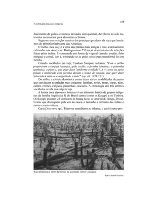 A contribuição dos povos indígenas




 drecimento de galhos e troncos deixados sem queimar, devolvem ao solo nu-
 trientes necessários para alimentar os brotos.
      Segue-se uma seleção sumária dos principais produtos da roça que herda-
 mos do primitivo habitante das Américas.
      O milho (Zea mays), é uma das plantas mais antigas e mais extensamente
cultivadas nas Américas. Distinguem-se 250 raças descendentes de seleções
feitas pelos índios. É consumido em forma de vegetal (assado, cozido, feito
mingau) e cereal, isto é, triturando-se os grãos secos para transformá-los em
farinha.
      Citando vocábulos em tupi, Teodoro Sampaio informa: "Com o milho
preparavam a canjica (acanjic), grão cozido; a farinha (abatiuy), a pamonha
(pamuna), a pipoca, que quer dizer 'epiderme estalada'(...) A carne ou peixe
pilado e misturado com farinha davam o nome de poçoka, que quer dizer
'pilarado à mão ou esmigalhado à mão'" (op. cit. 1928:107).
      Do milho, a ciência doméstica ensina fazer várias modalidades de pratos
que satisfazem ao paladar mais exigente: farinhas, bolos, broas, sopas, pães,
caldos, cremes, canjicas, pamonhas, cuscuzes. A etimologia dos três últimos
vocábulos revela sua origem tupi.
     A batata doce (Ipomoea batatas) é um alimento básico de grupos indíge-
nas da família lingüística Jê do Brasil central como os Kayapó e os Timbira.
Os Kayapó plantam 22 cultivares de batata doce; os Asuriní do Xingu, 20 cul-
tivares que distinguem pela cor da casca, o tamanho e formato das folhas e
outras características.
      Cará (Dioscorea sp.). Tuberosa semelhante ao inhame, o cará é outro pro-




Roça preparada a partir da técnica da queimada. índios Guajajara.
                                                                    Foto Eduardo Galvão
 