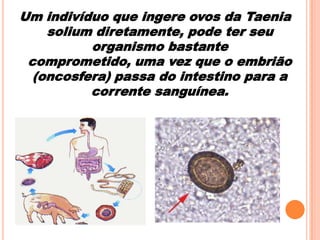 Um indivíduo que ingere ovos da Taenia
solium diretamente, pode ter seu
organismo bastante
comprometido, uma vez que o embrião
(oncosfera) passa do intestino para a
corrente sanguínea.

 
