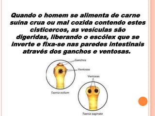 Quando o homem se alimenta de carne
suína crua ou mal cozida contendo estes
cisticercos, as vesículas são
digeridas, liberando o escólex que se
inverte e fixa-se nas paredes intestinais
através dos ganchos e ventosas.

 