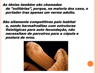 As tênias também são chamadas
de "solitárias", porque, na maioria dos caso, o
portador traz apenas um verme adulto.
São altamente competitivas pelo habitat
e, sendo hermafroditas com estruturas
fisiológicas para auto fecundação, não
necessitam de parceiros para a cópula e
postura de ovos.

 