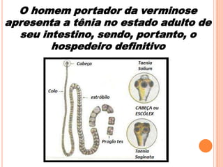 O homem portador da verminose
apresenta a tênia no estado adulto de
seu intestino, sendo, portanto, o
hospedeiro definitivo

 