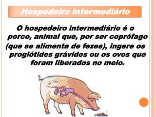 Hospedeiro intermediário
O hospedeiro intermediário é o
porco, animal que, por ser coprófago
(que se alimenta de fezes), ingere os
proglótides grávidos ou os ovos que
foram liberados no meio.

 