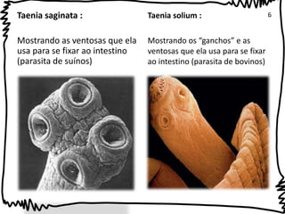 Taenia saginata : 
Mostrando as ventosas que ela 
usa para se fixar ao intestino 
(parasita de suínos) 
Taenia solium : 
Mostrando os “ganchos” e as 
ventosas que ela usa para se fixar 
ao intestino (parasita de bovinos) 
6 
 