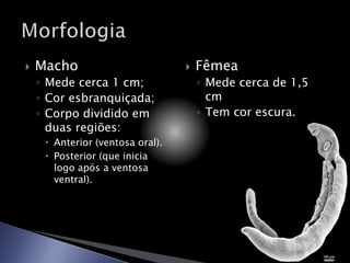  Macho
◦ Mede cerca 1 cm;
◦ Cor esbranquiçada;
◦ Corpo dividido em
duas regiões:
 Anterior (ventosa oral).
 Posterior (que inicia
logo após a ventosa
ventral).
 Fêmea
◦ Mede cerca de 1,5
cm
◦ Tem cor escura.
 