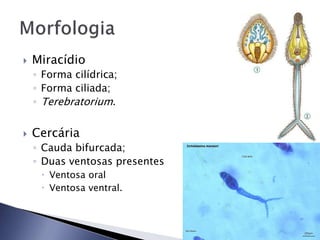  Miracídio
◦ Forma cilídrica;
◦ Forma ciliada;
◦ Terebratorium.
 Cercária
◦ Cauda bifurcada;
◦ Duas ventosas presentes
 Ventosa oral
 Ventosa ventral.
 