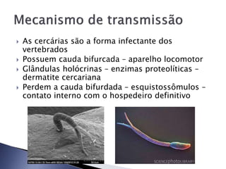  As cercárias são a forma infectante dos
vertebrados
 Possuem cauda bifurcada – aparelho locomotor
 Glândulas holócrinas – enzimas proteolíticas –
dermatite cercariana
 Perdem a cauda bifurdada – esquistossômulos –
contato interno com o hospedeiro definitivo
 