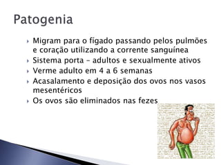  Migram para o fígado passando pelos pulmões
e coração utilizando a corrente sanguínea
 Sistema porta – adultos e sexualmente ativos
 Verme adulto em 4 a 6 semanas
 Acasalamento e deposição dos ovos nos vasos
mesentéricos
 Os ovos são eliminados nas fezes
 