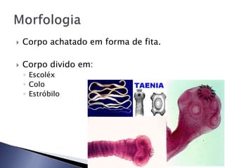  Corpo achatado em forma de fita.
 Corpo divido em:
◦ Escoléx
◦ Colo
◦ Estróbilo
 