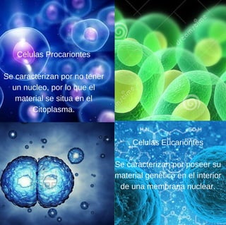 Celulas Procariontes
Se caracterizan por no tener
un nucleo, por lo que el
material se situa en el
Citoplasma.
Celulas Eucariontes
Se caracterizan por poseer su
material genetico en el interior
de una membrana nuclear.