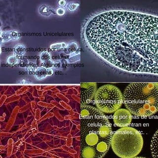 Organismos
Unicelulares
Estan constituidos
por una celula, se
forman dos celulas
independientes.
Organismos Unicelulares
Estan constituidos por una celula,
formando dos celulas
independientes.Algunos ejemplos
son bacterias, etc. .
Organismos pluricelulares
Estan formados por mas de una
celula. Se encuentran en
plantas, animales, etc. .