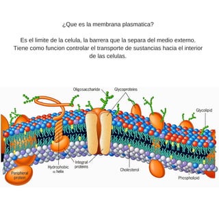 ¿Que es la membrana plasmatica?
Es el limite de la celula, la barrera que la separa del medio externo.
Tiene como funcion controlar el transporte de sustancias hacia el interior
de las celulas.
 