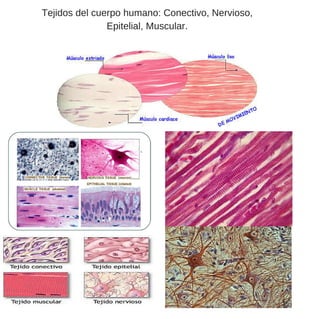 Tejidos del cuerpo humano: Conectivo, Nervioso,
Epitelial, Muscular.