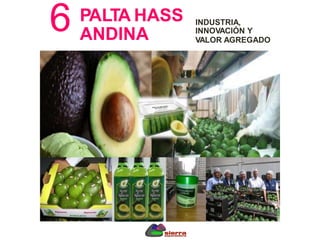 6
.
PALTA HASS
ANDINA
INDUSTRIA,
INNOVACIÓN Y
VALOR AGREGADO
 