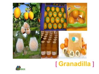 [ Granadilla ]
 
