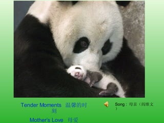 Tender Moments  温馨的时刻 Mother’s Love  母爱 Song  :  母亲（阎维文） 