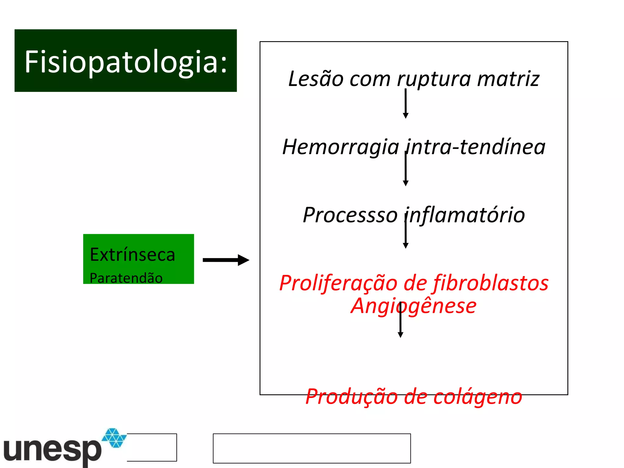 Fisiopatologia: Lesão com ruptura matriz Hemorragia intra-tendínea Processso inflamatório Proliferação de fibroblastos Angiogênese Produção de colágeno Extrínseca Paratendão 