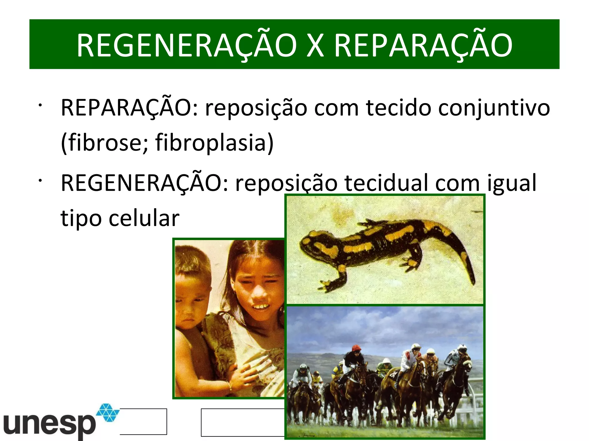REGENERAÇÃO X REPARAÇÃO REPARAÇÃO: reposição com tecido conjuntivo (fibrose; fibroplasia) REGENERAÇÃO: reposição tecidual com igual tipo celular 