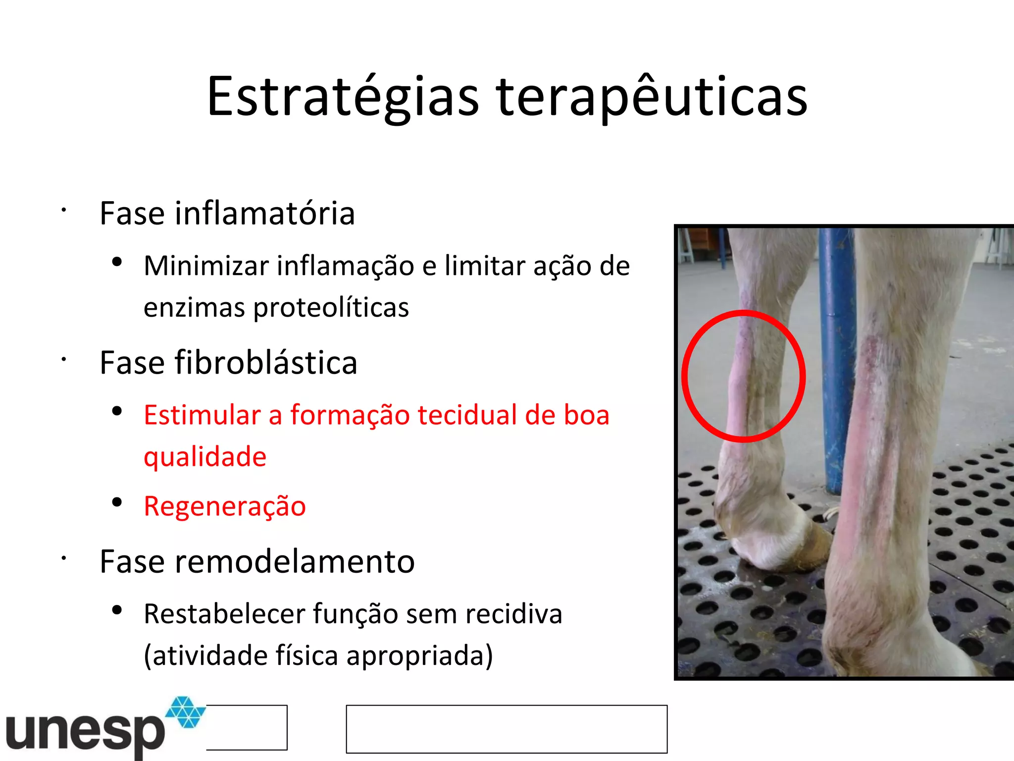 Estratégias terapêuticas Fase inflamatória Minimizar inflamação e limitar ação de enzimas proteolíticas Fase fibroblástica Estimular a formação tecidual de boa qualidade Regeneração Fase remodelamento Restabelecer função sem recidiva (atividade física apropriada) 