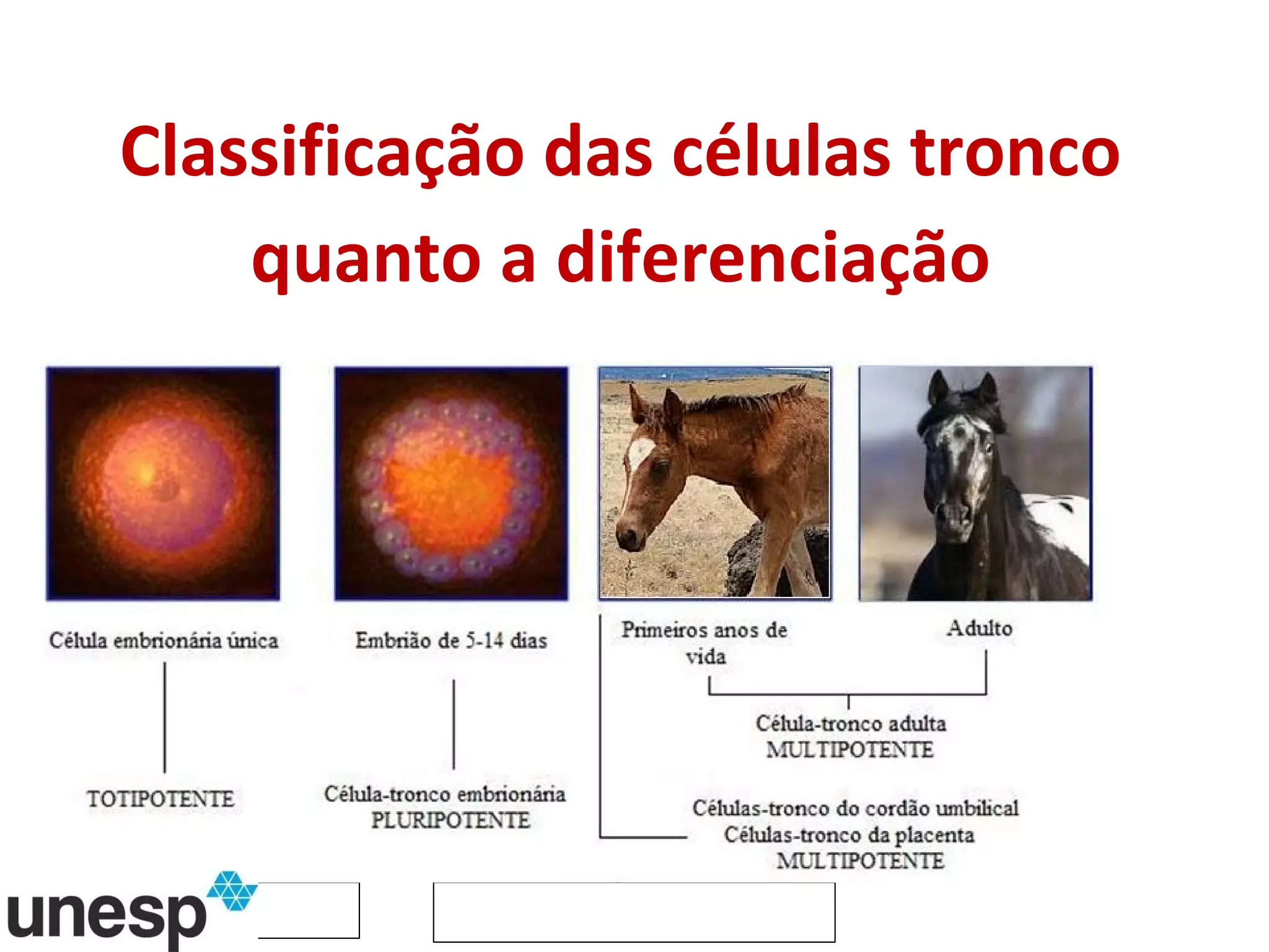 Classificação das células tronco quanto a diferenciação 