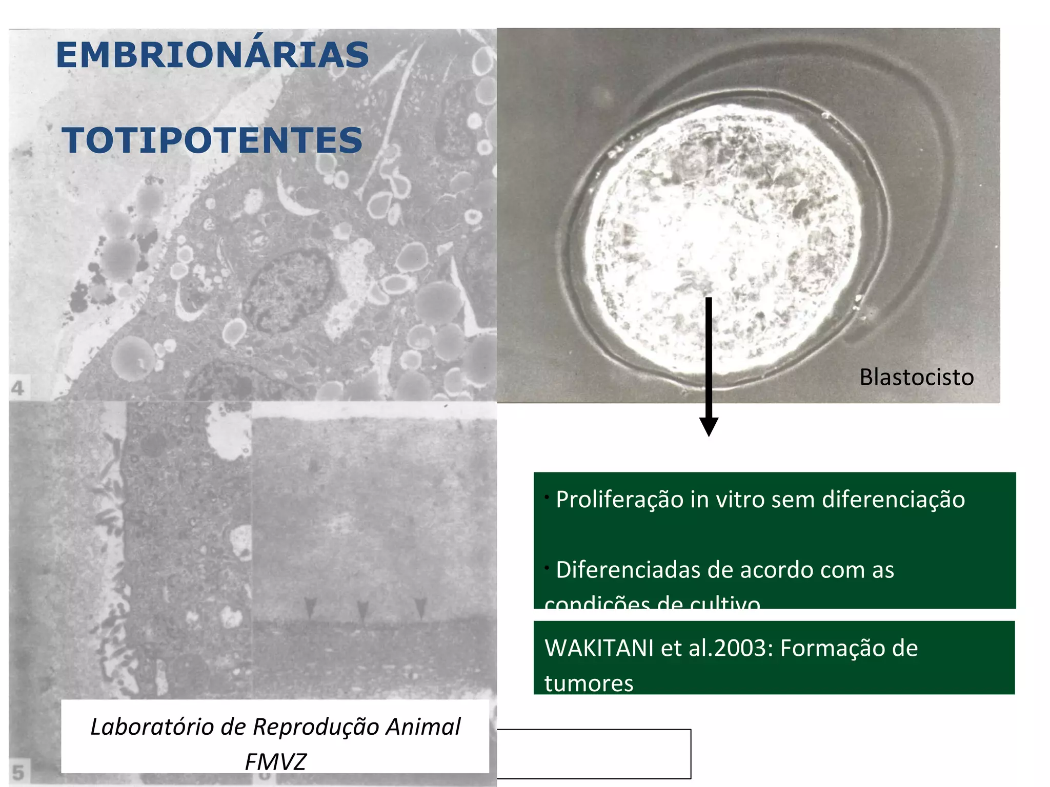 EMBRIONÁRIAS TOTIPOTENTES Blastocisto Proliferação in vitro sem diferenciação Diferenciadas de acordo com as  condições de cultivo Laboratório de Reprodução Animal FMVZ WAKITANI et al.2003: Formação de tumores 