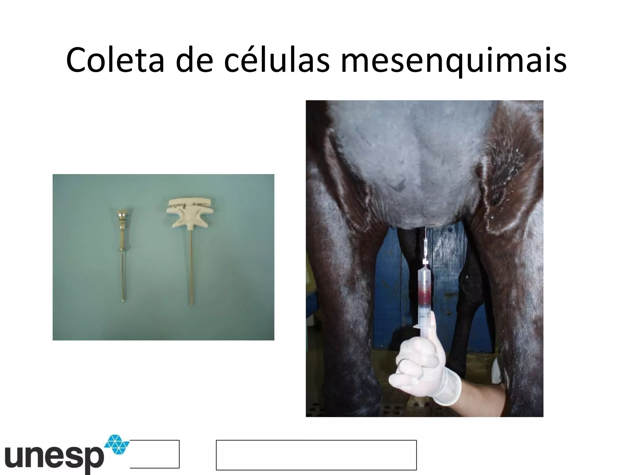Coleta de células mesenquimais 