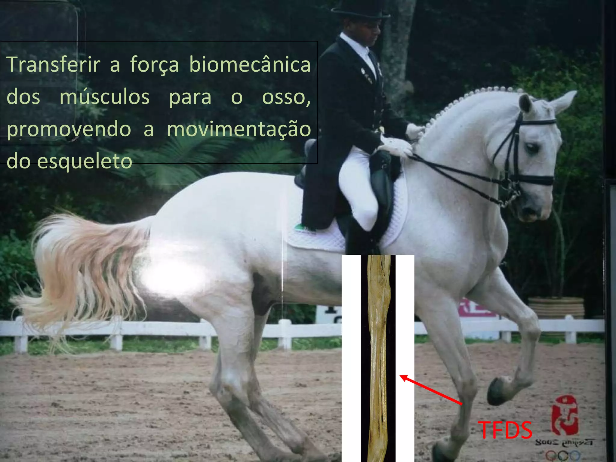 Transferir a força biomecânica dos músculos para o osso, promovendo a movimentação do esqueleto TFDS 