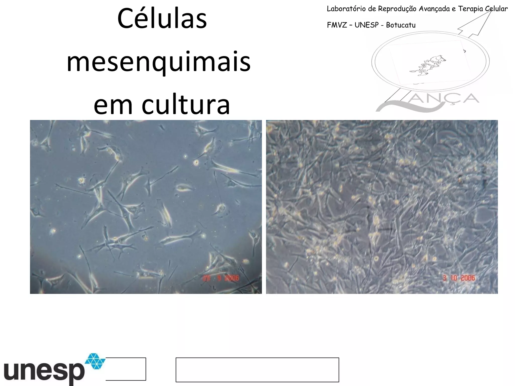 Células mesenquimais  em cultura Laboratório de Reprodução Avançada e Terapia Celular FMVZ – UNESP - Botucatu 
